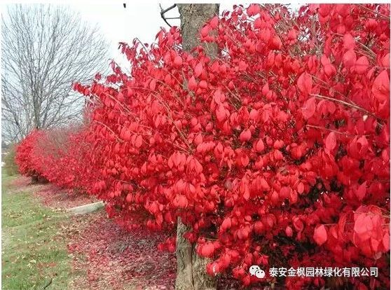 鍍鋅圓形燒烤網(wǎng)