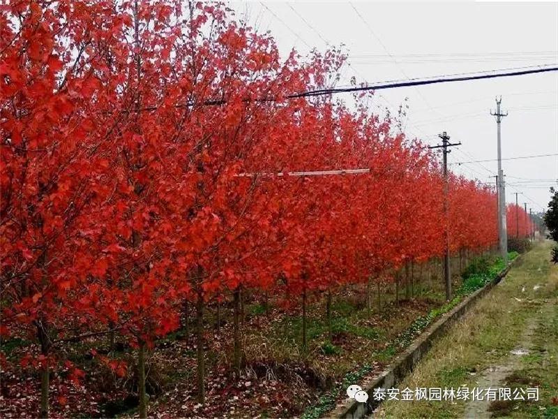 不銹鋼燒烤網