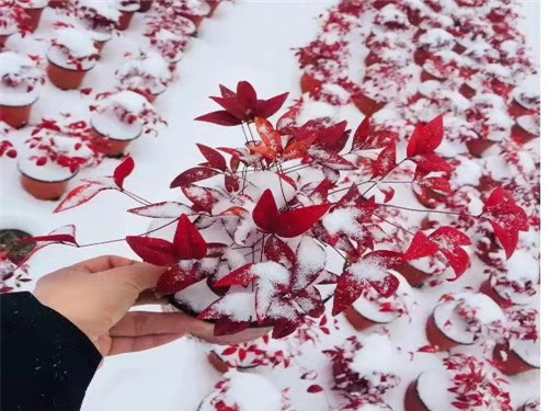 廣森源不銹鋼燒烤網(wǎng)