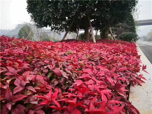 不銹鋼燒烤網(wǎng)